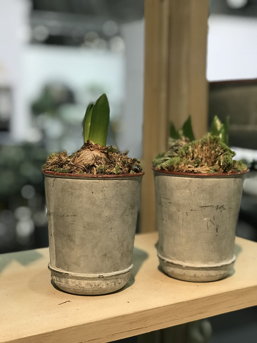 Zinc Bulb Pots Pack of 2 TERRACE & GARDEN