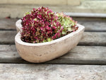 Load image into Gallery viewer, Amour Planter
