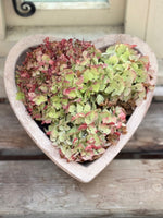 Load image into Gallery viewer, Amour Planter
