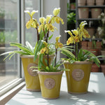 Load image into Gallery viewer, Rustic Green Kew Long Tom
