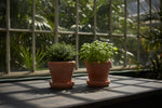 Load image into Gallery viewer, Set of 2 Kew Terracotta Pots with Saucers - Antique Red (Small)
