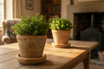Load image into Gallery viewer, Set of 2 Kew Terracotta Pots with Saucers - Antique Red (Large)
