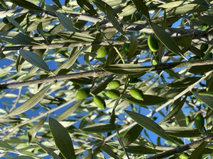 NEW! 6-7ft  Olive Tree with Royal Botanic Gardens, Kew XL Wakehurst Kew Frostproof Terracotta Planter