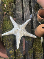 Load image into Gallery viewer, Starfish
