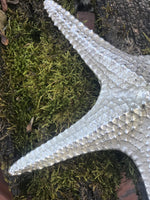 Load image into Gallery viewer, Starfish
