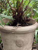 Load image into Gallery viewer, Palm House Kew Frostproof Terracotta Planter - medium
