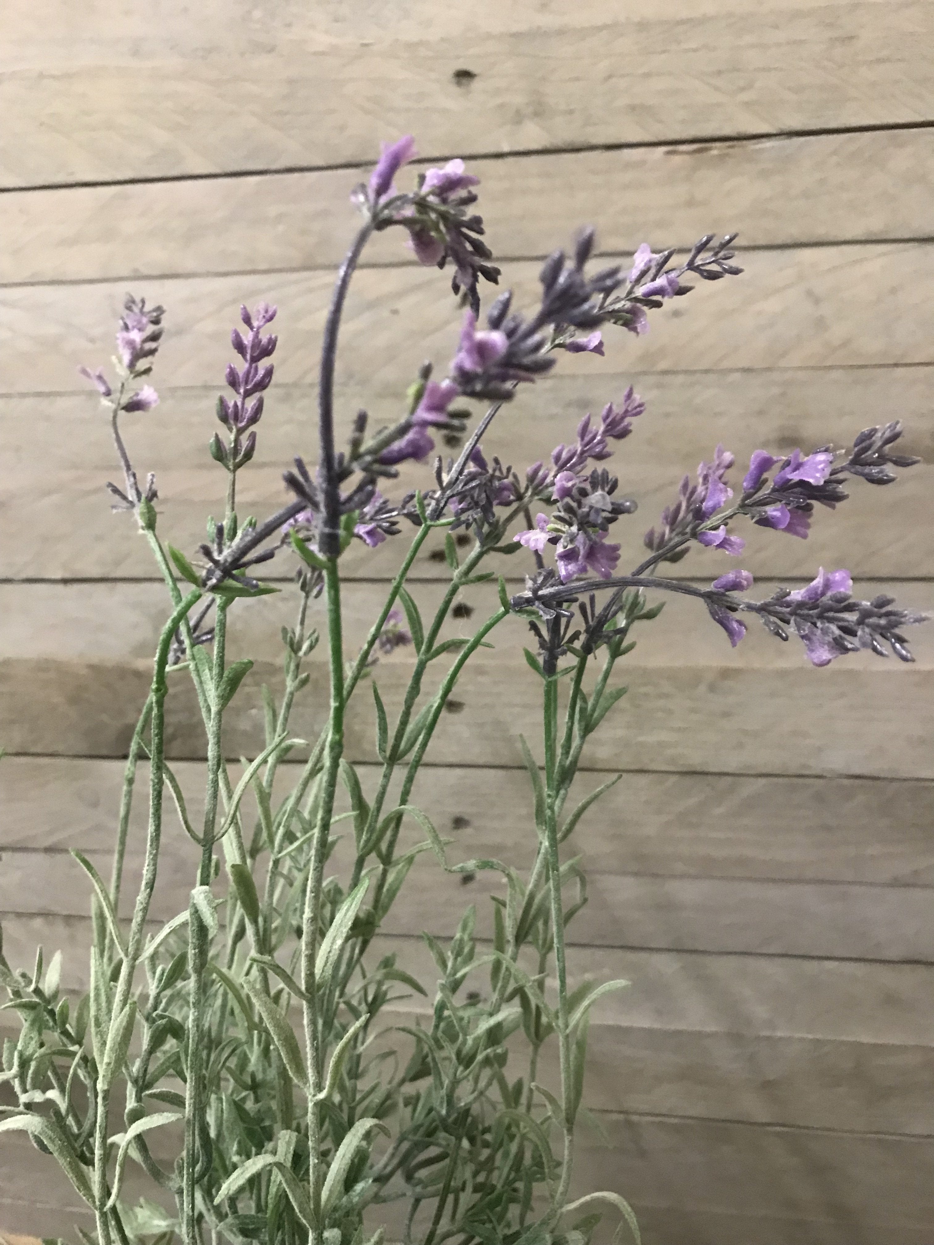 faux lavender