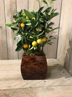 Load image into Gallery viewer, Small Square Convex Design Lacquered  Dark Wooden Cachepot
