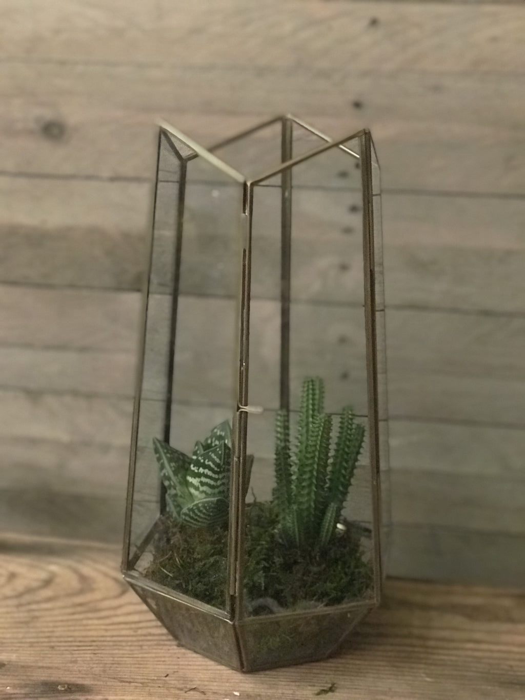 glass terrarium