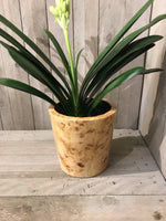 Load image into Gallery viewer, Large Round Design Lacquered Pale Wooden Cachepot
