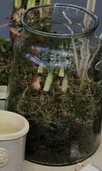 Load image into Gallery viewer, Recycled Eddy Clear Glass Vase
