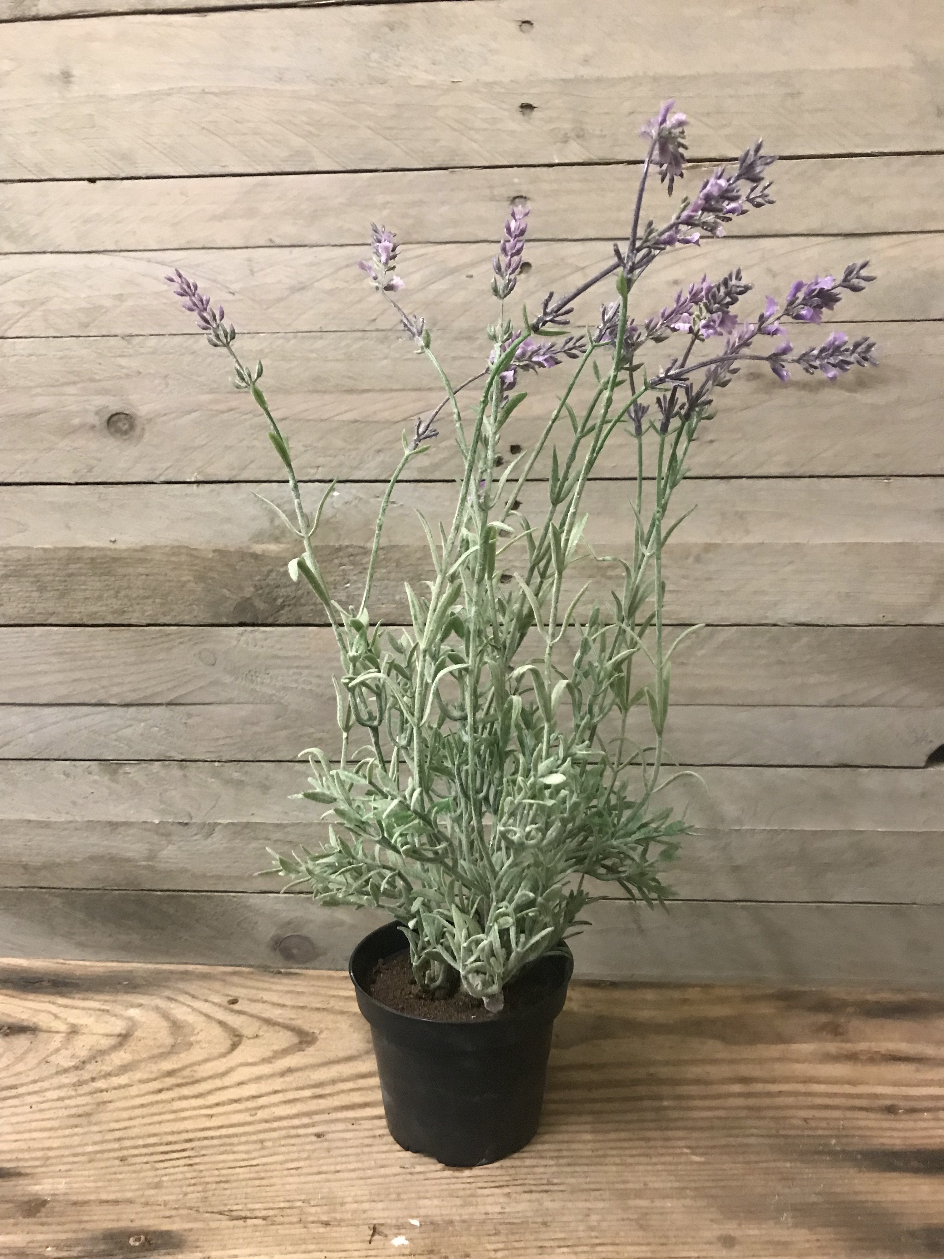 Faux Lavender Plant