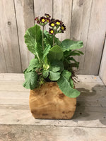 Load image into Gallery viewer, Small Square Convex Design Laquered Pale Wooden Cachepot
