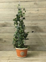 Load image into Gallery viewer, Wire Topiary Frame
