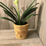 Load image into Gallery viewer, Large Round Design Lacquered Pale Wooden Cachepot
